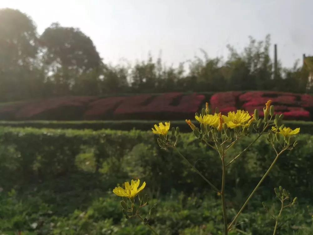 微信图片_20191003140043